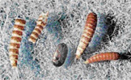 Attagenus spp (adulto y larvas)